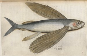 Flyvende fisk, illustration fra 