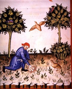 Fol.66v Samler agerhøneæg, illustration fra 