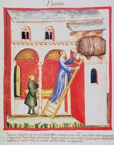Fol.85v Eddike, illustration fra Tacuinum Santiatis Codex Vindobonensis af Italian School
