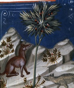 Ræv og en ulv, illustration fra "Codex Justianus", 1350 af Italian School