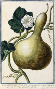 Gourd, 1772-1784dani af Italian School