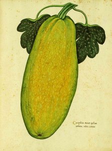 Heirloom Squash af Ulisse Aldrovandi af Italian School