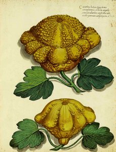 Heirloom Squash af Ulisse Aldrovandi af Italian School
