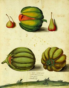 Heirloom Squash af Ulisse Aldrovandi af Italian School