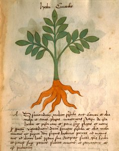 Herba Cancealis af Italian School