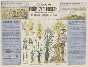 Den nye Fucense hvede (farve litho) af Italian School