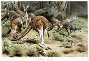 In La vita degli animalidani af Italian School