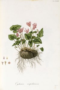 Vedbendblade cyclamen - Cyclamen Neapolitanum, 1811-1838 af Italian School