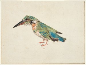 Kingfisher, ca. 1650-99 (sort kridt, akvarel, kropsfarve på lagt papir, nedlagt, med brune blæk-rammelinjer på tre kanter) af Italian School