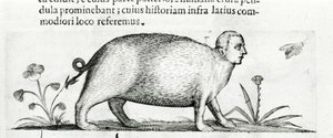 La manticore - i "De monstrorum natura causis bog to"" af Fortunio Liceti af Italian School