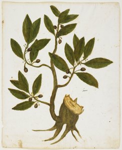 Laurel Tree (Laurus nobilis) (wc & tempera på papir) af Italian School