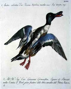 Mallard in Flight, ca. 1767-76 (håndfarvet gravering) af Italian School