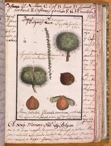 Ms 115 Chestnut, fra Dizionario di Botanica (pen & blæk og wc på papir) af Italian School