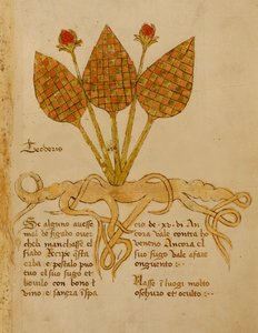 Ms 1591 Fol.19r Herba Teoderis (vellum) af Italian School