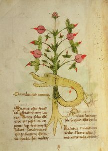 Ms 1591 Fol.6v Herba Chavalaritas Romana, sent ca. 15. (vellum) af Italian School