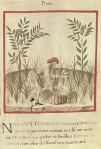 Ms 3054 f.22 Høst porrer, fra 