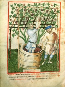 Nouv Acq Lat 1673 fol.103v Indsamling og presning af druer, fra Tacuinum Sanitatis, ca. 1390-1400 af Italian School