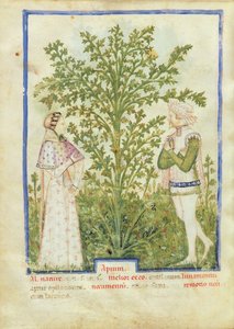 Nouv Acq Lat 1673 fol.28v Selleri, fra Tacuinum Sanitatis, ca. 1390-1400 af Italian School
