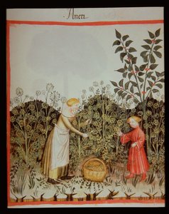Nova 2644 f.32r Samler Dild af Italian School