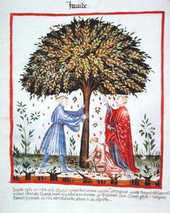 Nova 2644 fol.15v Gathering Jujubes, fra Tacuinum Sanitatis Code Vindobonensis (på vellum) af Italian School