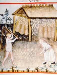 Nova 2644 fol.44r Tærskebyg, fra Tacuinum Sanitatis af Italian School