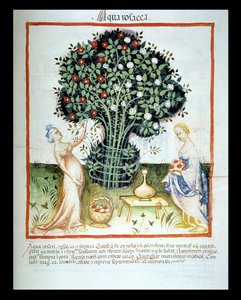 Nova 2644 fol.93r Rose Water, fra Tacuinum Sanitatis Code of Wien af Italian School