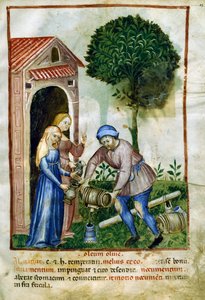 Olivenolie, miniature fra Tacuinum Sanitatis, latinsk udgave af Italian School