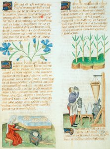 Side fra Tractatus de Herbis af Dioscorides Pedanius af Italian School