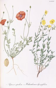 Valmueapule og Helianthemum hyssopifol, 1811-1838 af Italian School