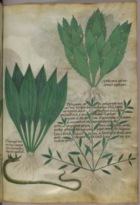 Planter med store, brede blade. En slange, ca. 1440 (blæk og farve på pergament) af Italian School