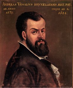 Portræt af Andre Vesale (Andreas Vesalius) (1514-1564), anatom og læge af Charles V anonymt maleri af den italienske skole. 1500-tallet Padua, Universitet af Italian School