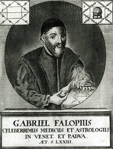 Portræt af Gabriel Fallopius (1523-62) af Italian School