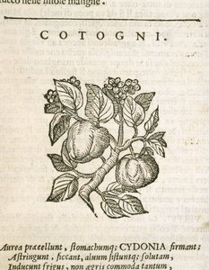 Kvæde (Cydonia oblonga), gravering af Castore Durante af Italian School