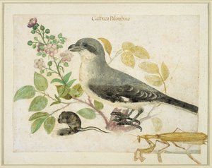 Shrike and a Praying Mantis (wc på papir) (til Cassiano dal Pozzo Paper Museum) af Italian School