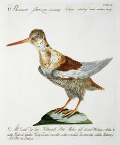 Snipe, ca. 1767-76 (håndfarvet gravering) af Italian School