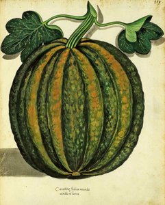Squash af Ulisse Aldrovandi (1522 - 1605) tallerken udgivet i Piante Fiori Frutti (håndfarvet gravering). af Italian School