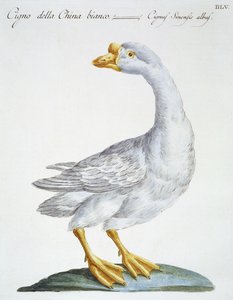 Svane, ca. 1767-76 (håndfarvet gravering) af Italian School