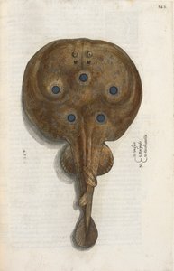 Torpedofisk, illustration fra 