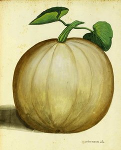 White Squash af Ulisse Aldrovandi af Italian School
