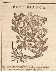 Hvid peber fra sort peberplante (Piper nigrum), gravering af Castore Durante af Italian School
