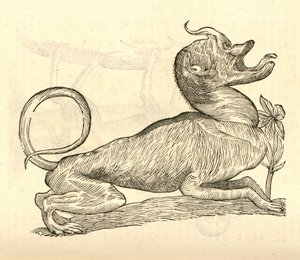 illustration af Canis monstroso capite fra Aldrovandis History of Monsters, 1642 af Italian School