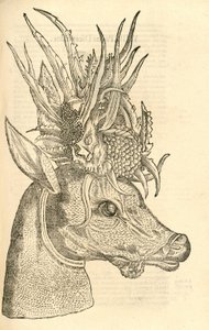 illustration af Capreolus Polyceros fra Aldrovandis History of Monsters, 1642 af Italian School