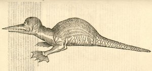 illustration af Draco marinus monophthalmos bipes fra Aldrovandis History of Monsters, 1642 af Italian School