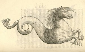 illustration af Equus marinus monstrosus fra Aldrovandis History of Monsters, 1642 af Italian School