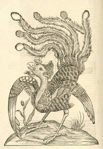 illustration af Gallus Indicus auritus tridactylus fra Aldrovandis History of Monsters, 1642 af Italian School