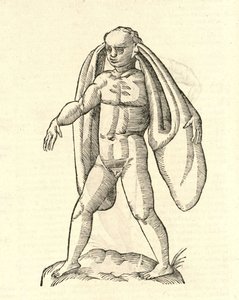 illustration af Homo Fanesius auritus fra Aldrovandis History of Monsters, 1642 af Italian School