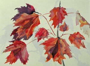 No.24 Autumn Maple Leaves (wc)