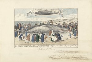 Spermhval strandede ved Egmond aan Zee, 1764 Lige nord for Egmond op Zee, en Cagelot eller Potwhale. strandet i live den 15. feb: 1764. (titel på objekt) af J.A. Visser