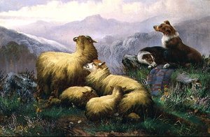 Fårehunde og får i det skotske højland af J.W. Morris