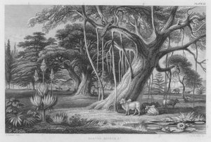 Banyan, Boabob osv. (farvet gravering)